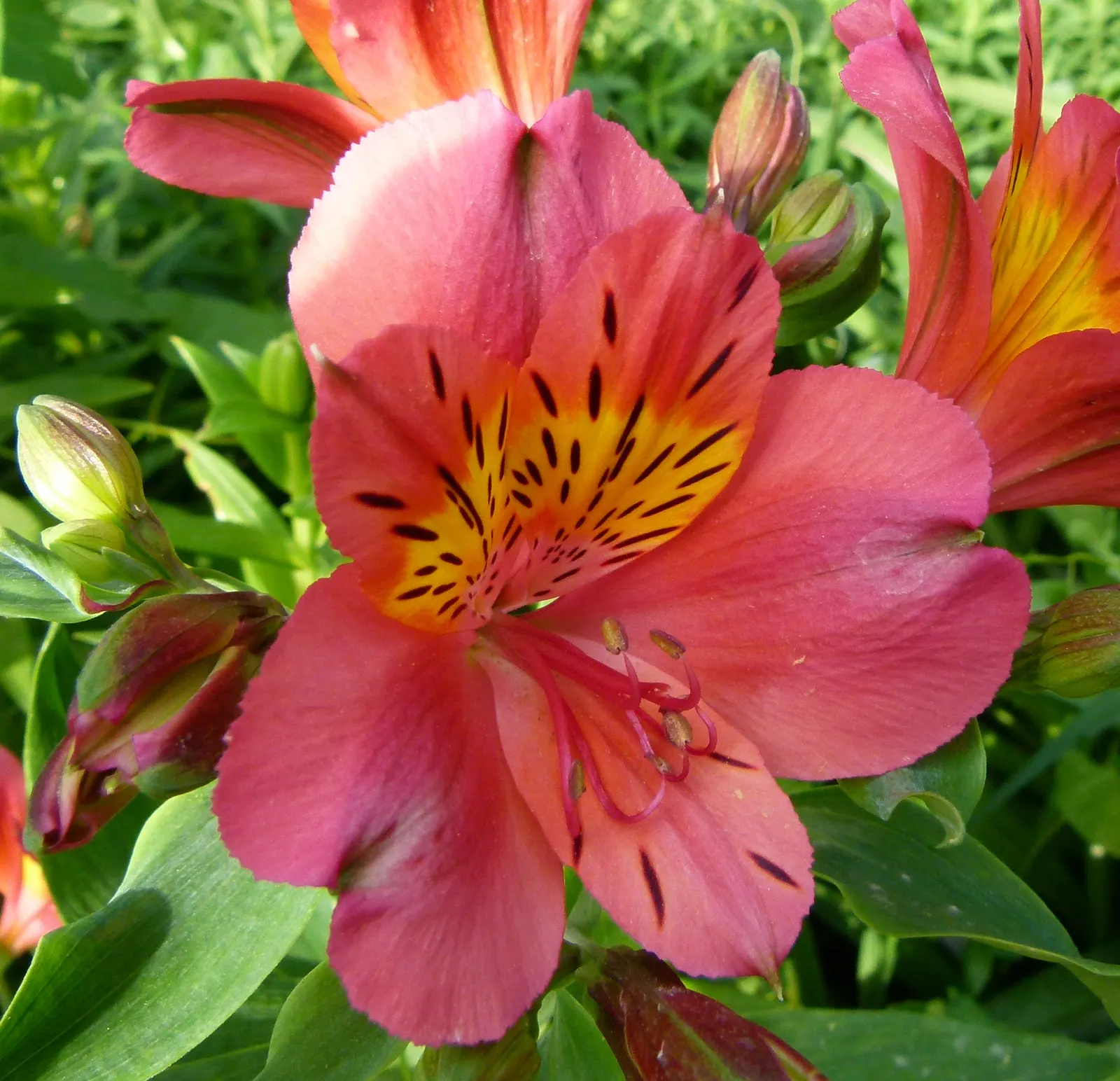 Peruvian Lily (Alstroemeria 'Florist's Champagne') — Alstroemeria 'Florist's Champagne,' a perennial reaching 2-3 feet tall