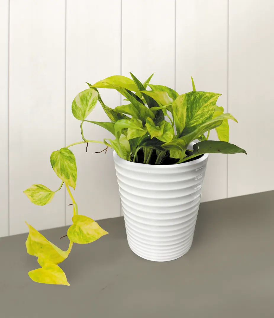Golden Glen™ Golden Pothos (Epipremnum aureum) — This Proven Winners® vine grows from 6 inches to 8 feet long, trailing from baskets or climbing a moss pole