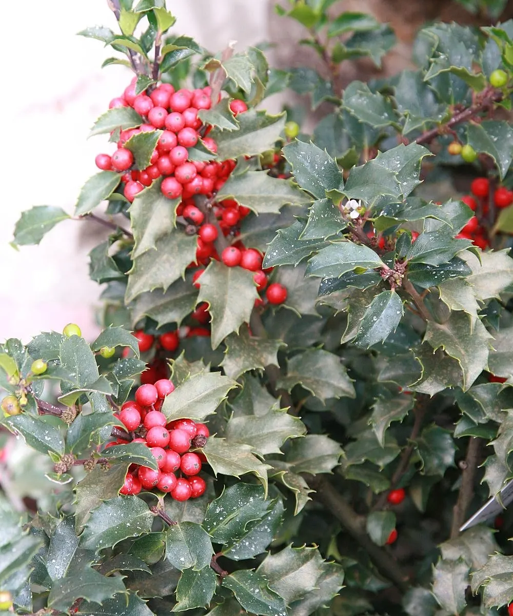 Blue Holly (Ilex X Meserveae) — Regular watering is necessary, especially during dry periods