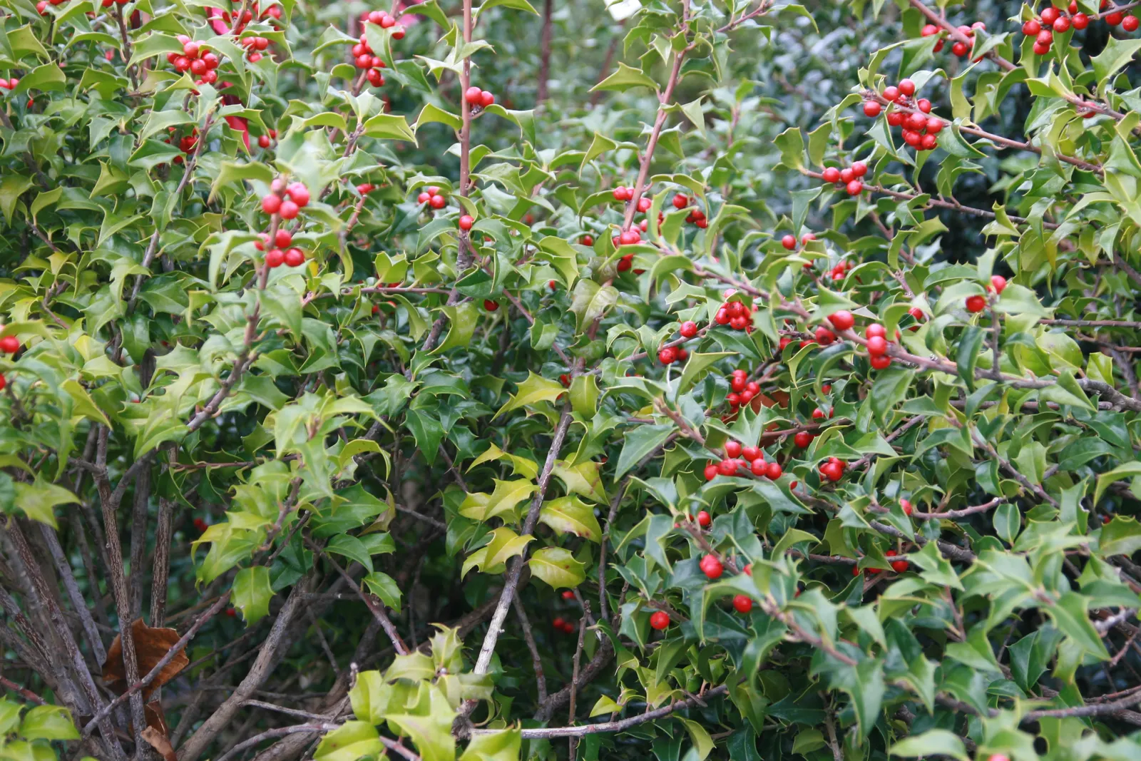 Blue Holly (Ilex X Meserveae) — Blue Holly (Ilex x meserveae) is a hybrid evergreen shrub; pyramidal form perfect for hedges or specimen plantings, image 85