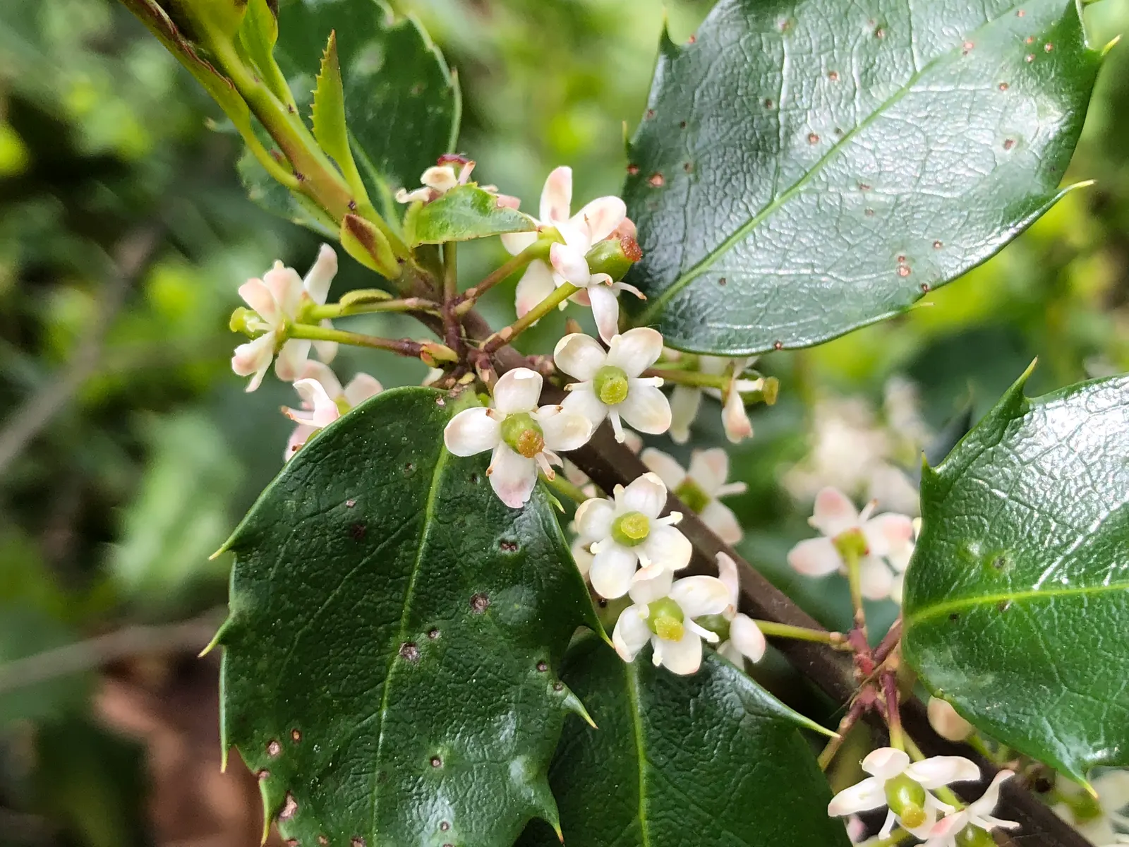 Blue Holly (Ilex X Meserveae) — Blue Holly possesses a moderately dense; regular watering is necessary, especially during dry periods