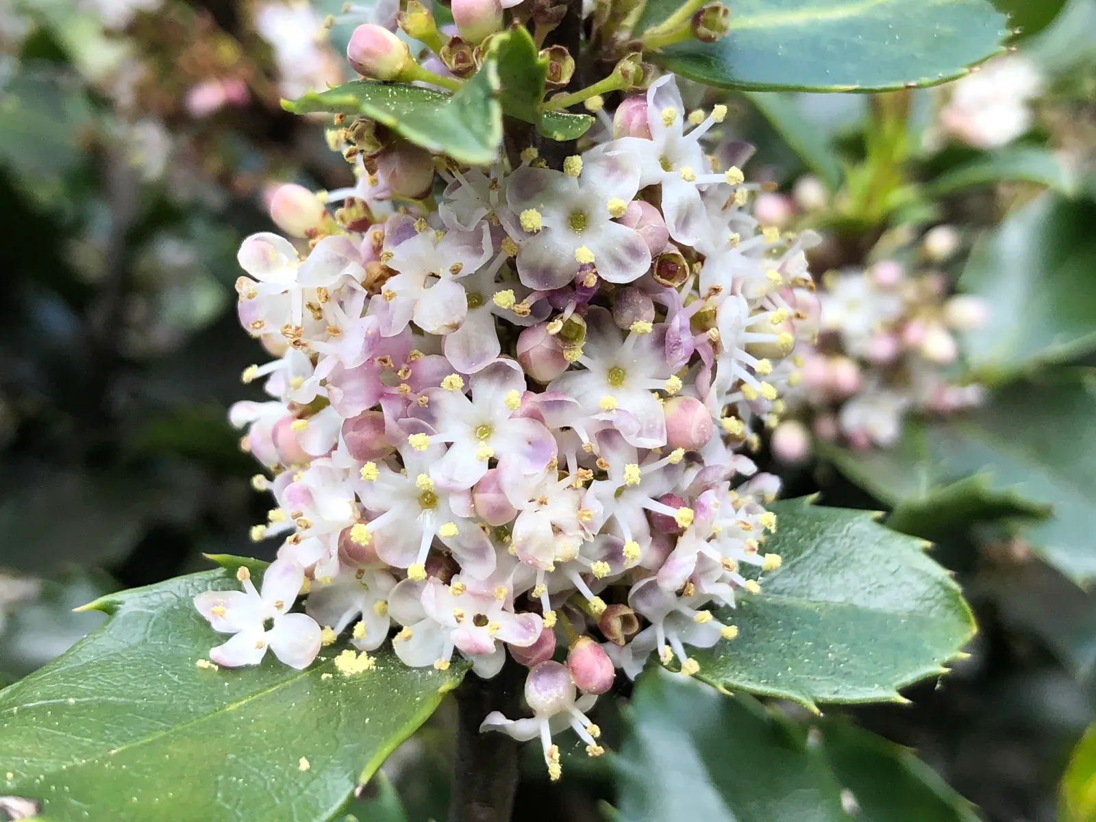 Blue Holly (Ilex X Meserveae) — requiring both male and female plants for pollination to occur.<br><br>For optimal growth; pyramidal form perfect for hedges or