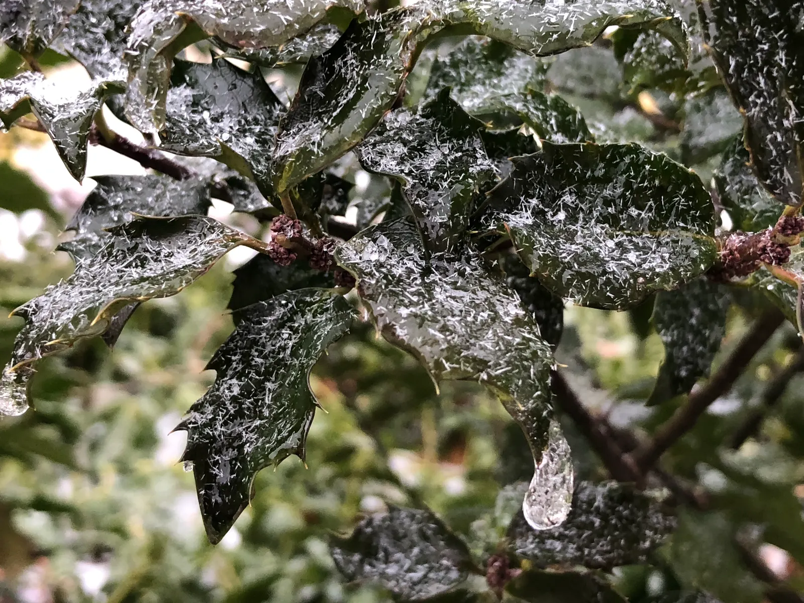 Blue Holly (Ilex X Meserveae) — pyramidal form perfect for hedges or specimen plantings; regular watering is necessary, especially during dry, image 88