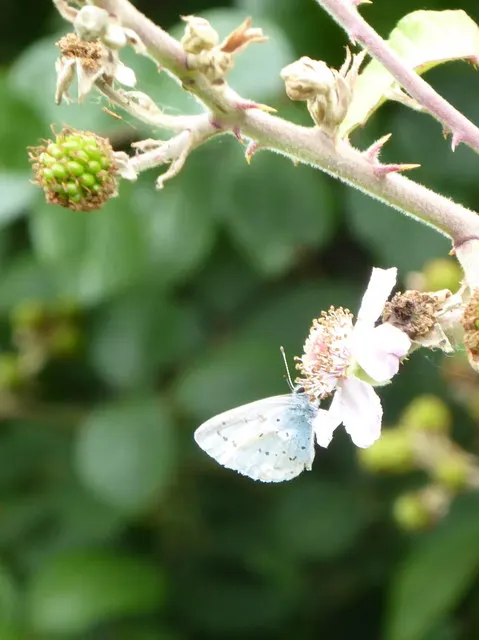 Blue Holly (Ilex X Meserveae) — Female plants need a nearby male pollinator to produce the characteristic berries