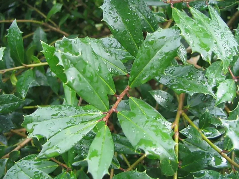 Blue Holly (Ilex X Meserveae) — maintain their distinct coloration year-round; pyramidal form perfect for hedges or specimen plantings, image 73