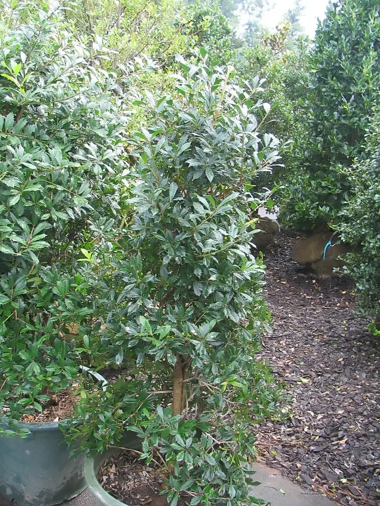 Blue Holly (Ilex X Meserveae) — small white flowers emerge; providing invaluable winter interest