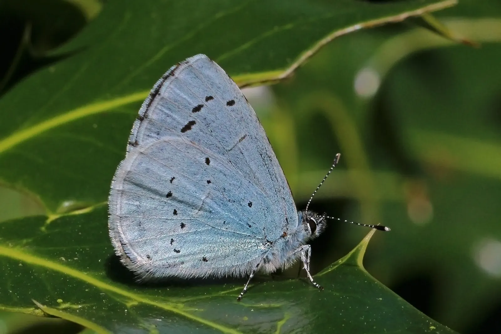 Blue Holly (Ilex X Meserveae) — Blue Holly possesses a moderately dense