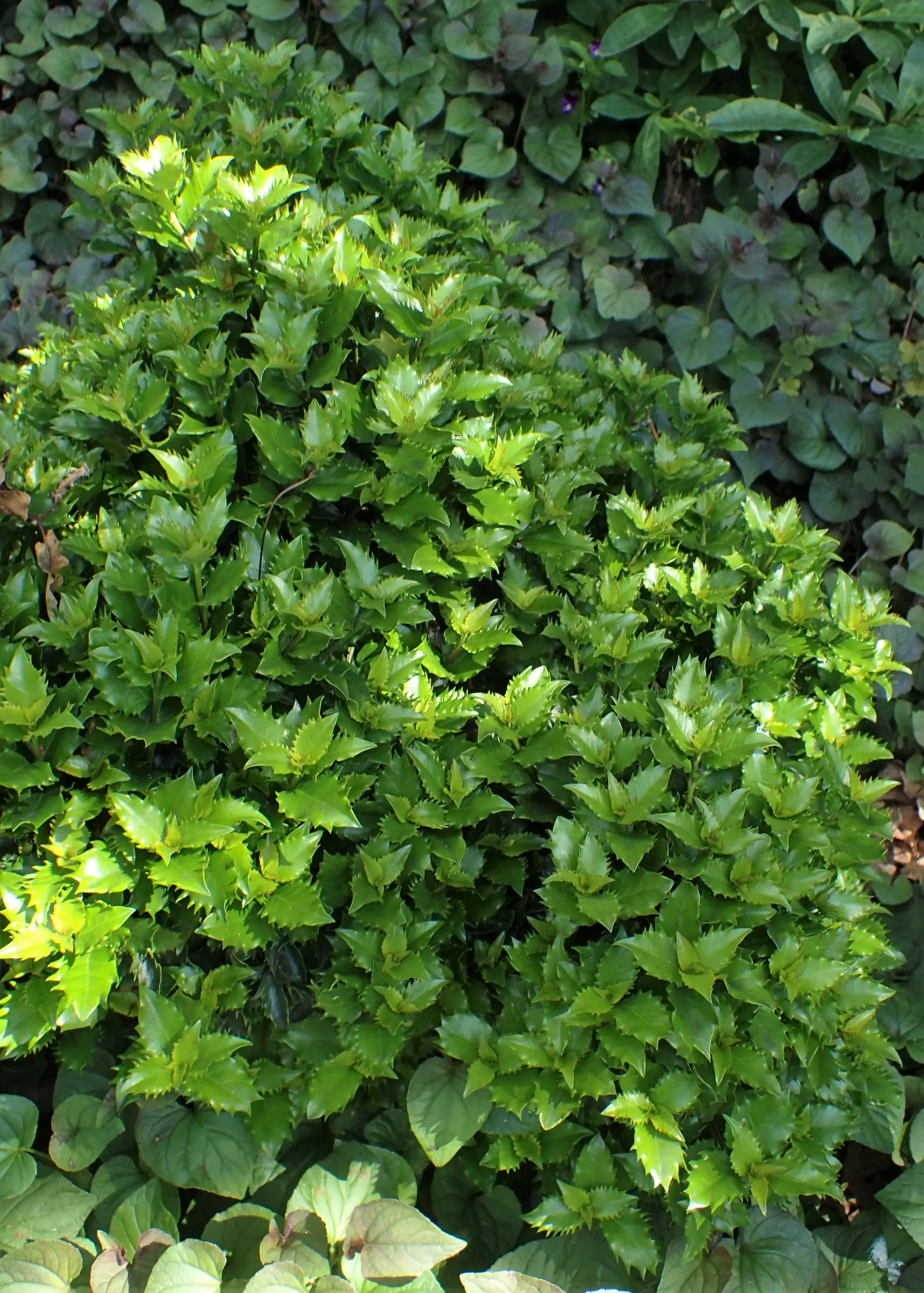 Blue Holly (Ilex X Meserveae) — it is distinguished by its high tolerance to cold; making it an excellent choice for a wide range of climate zones, image 94