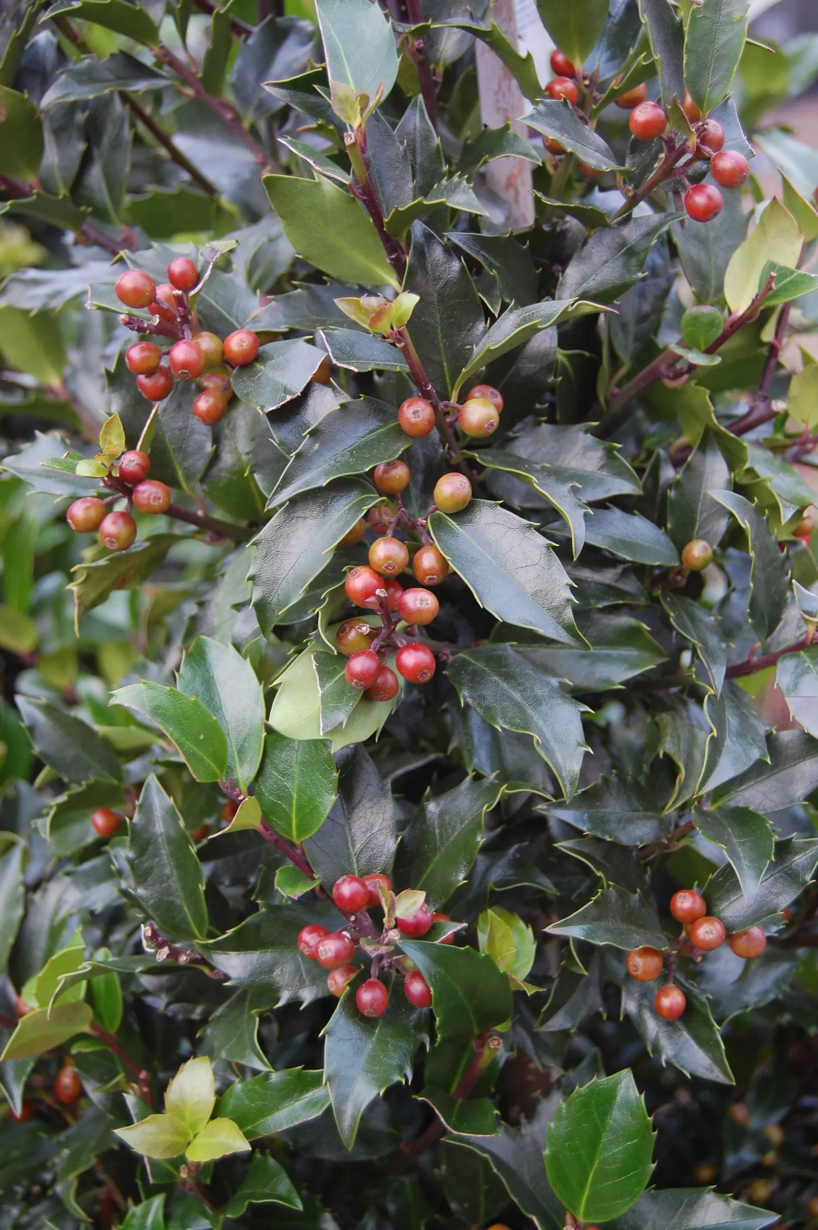 Blue Holly (Ilex X Meserveae) — This versatility makes it an ideal candidate for use as a hedge; making it an excellent choice for a wide range of climate zones