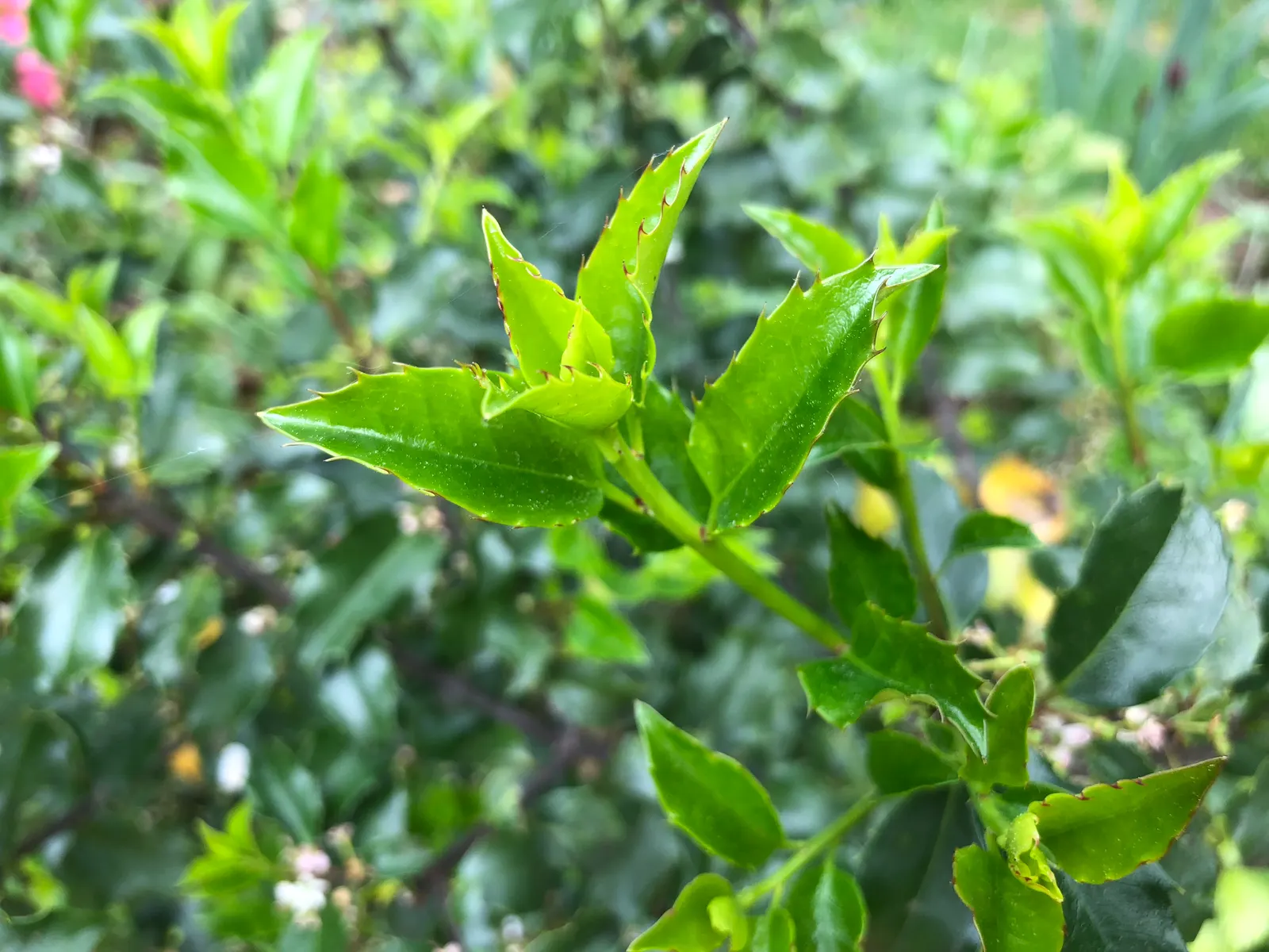 Blue Holly (Ilex X Meserveae) — Hardy in zones 5-9, it prefers full sun to partial shade and well-drained soil; pyramidal form perfect for hedges, image 61