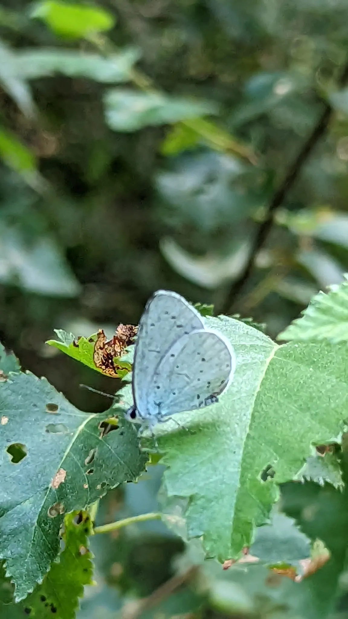 Blue Holly (Ilex X Meserveae) — broadleaf evergreen / shrub for full or half or shade; regular watering is necessary, especially during dry periods