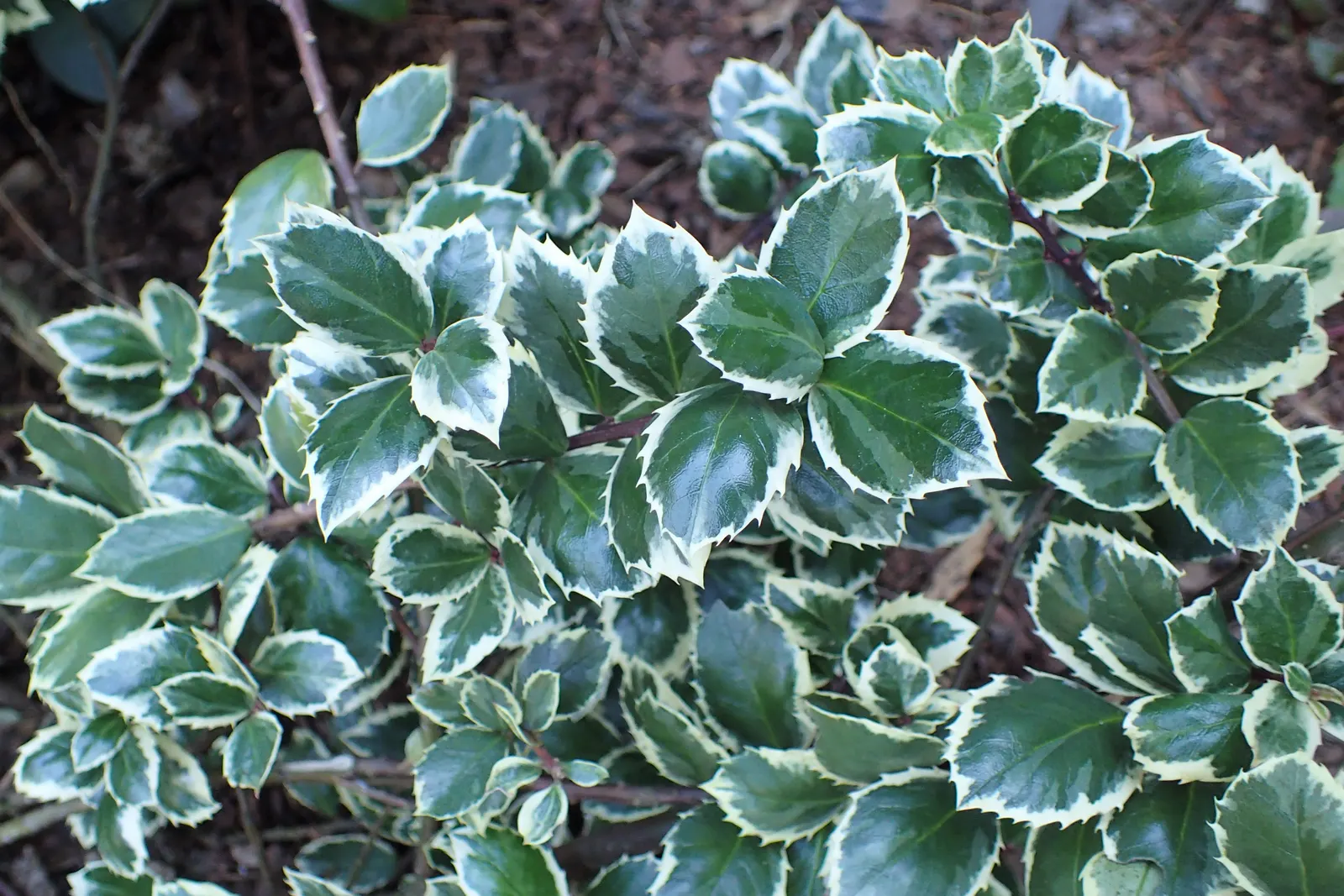Blue Holly (Ilex X Meserveae) — It thrives in full sun to part shade; providing invaluable winter interest