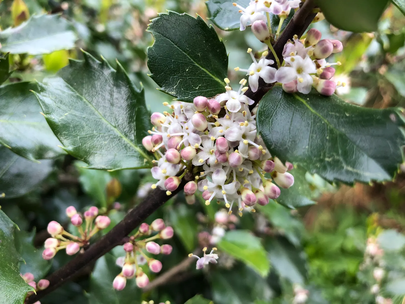 Blue Holly (Ilex X Meserveae) — It thrives in full sun to part shade