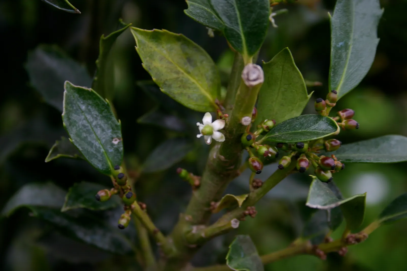 Blue Holly (Ilex X Meserveae) — which can grow up to 2 to 3 inches long