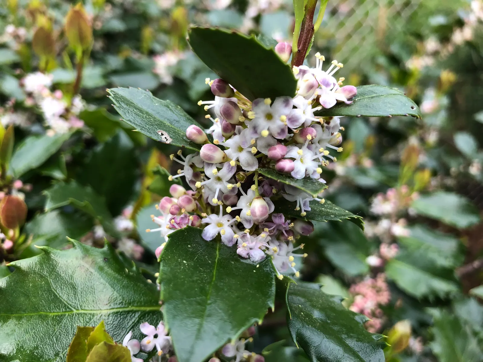 Blue Holly (Ilex X Meserveae) — it is distinguished by its high tolerance to cold