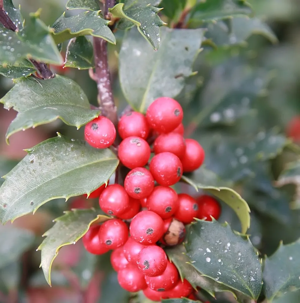 Blue Holly (Ilex X Meserveae) — Female plants need a nearby male pollinator to produce the characteristic berries; making it an excellent choice for a wide
