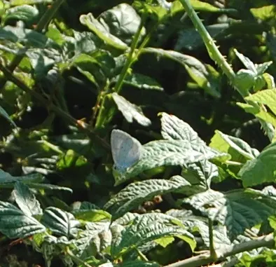 Blue Holly (Ilex X Meserveae) — small white flowers emerge; providing invaluable winter interest, image 103
