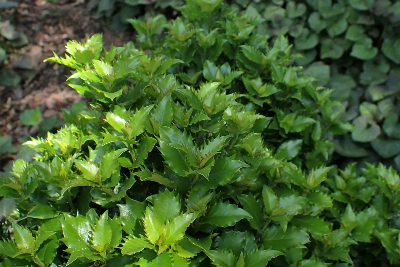 Blue Holly (Ilex X Meserveae) — It is important to note that the Blue Holly is dioecious; regular watering is necessary, especially during dry, image 76