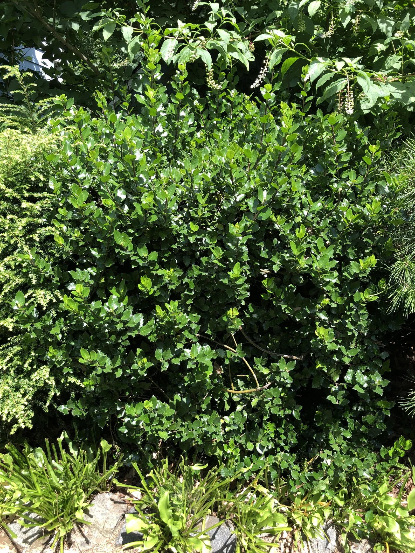 Blue Holly (Ilex X Meserveae) — This versatility makes it an ideal candidate for use as a hedge; making it an excellent choice for a wide range of, image 70