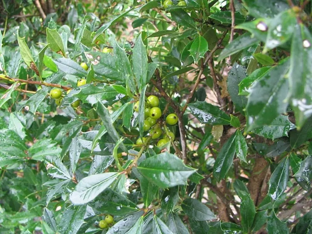 Blue Holly (Ilex X Meserveae) — requiring both male and female plants for pollination to occur.<br><br>For optimal growth; pyramidal form perfect, image 77