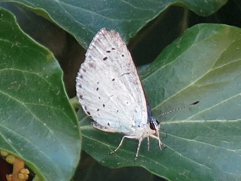 Blue Holly (Ilex X Meserveae) — broadleaf evergreen / shrub for full or half or shade; regular watering is necessary, especially during dry periods, image 84