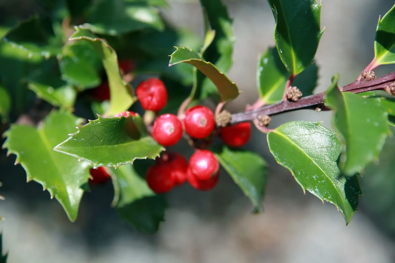 Blue Holly (Ilex X Meserveae) — making it an excellent choice for a wide range of climate zones; providing invaluable winter interest, image 95