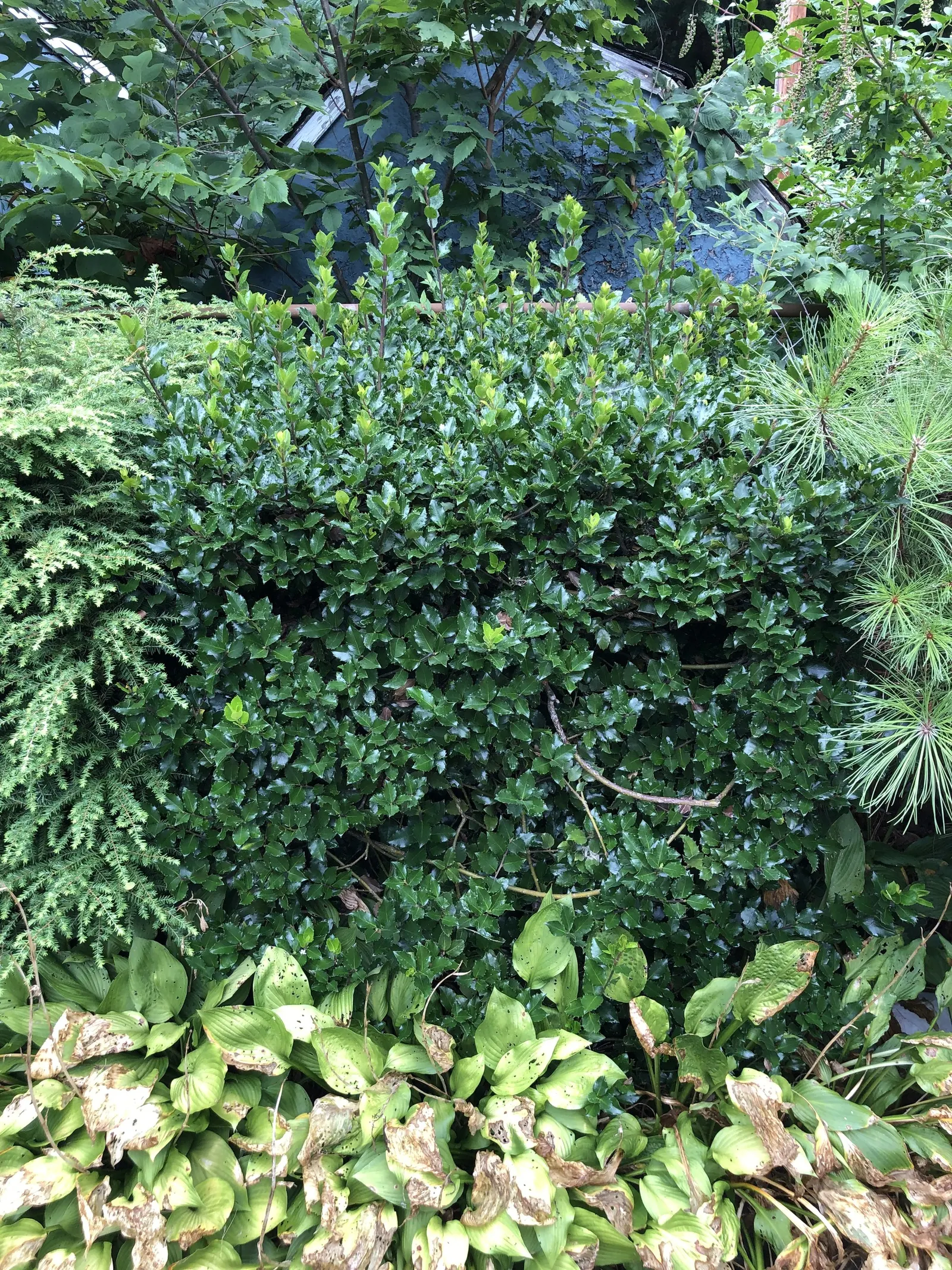 Blue Holly (Ilex X Meserveae) — Growing 6-8 feet high and 4-6 feet wide
