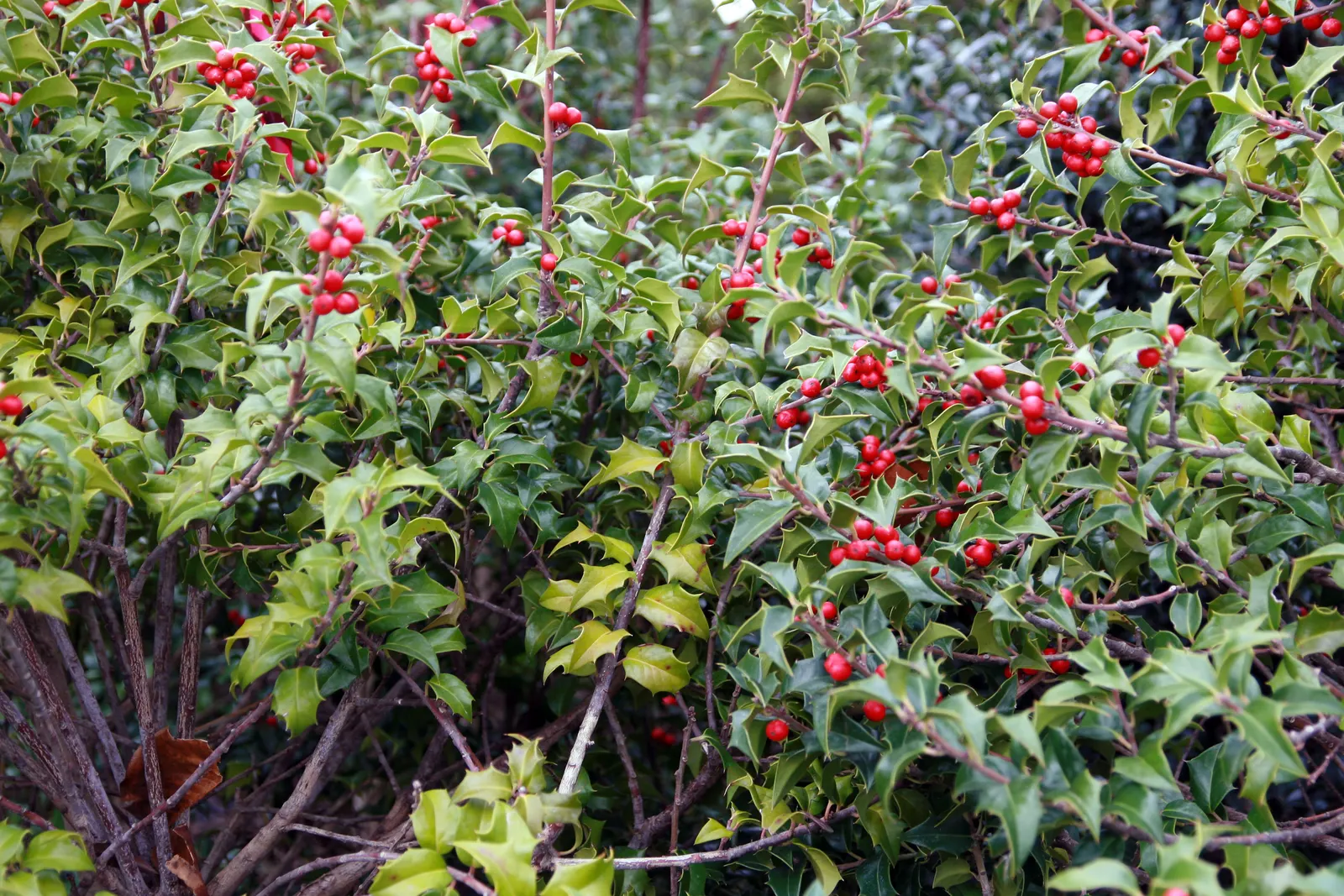 Blue Holly (Ilex X Meserveae) — pyramidal growth habit that can be easily shaped through pruning; pyramidal form perfect for hedges or specimen plantings