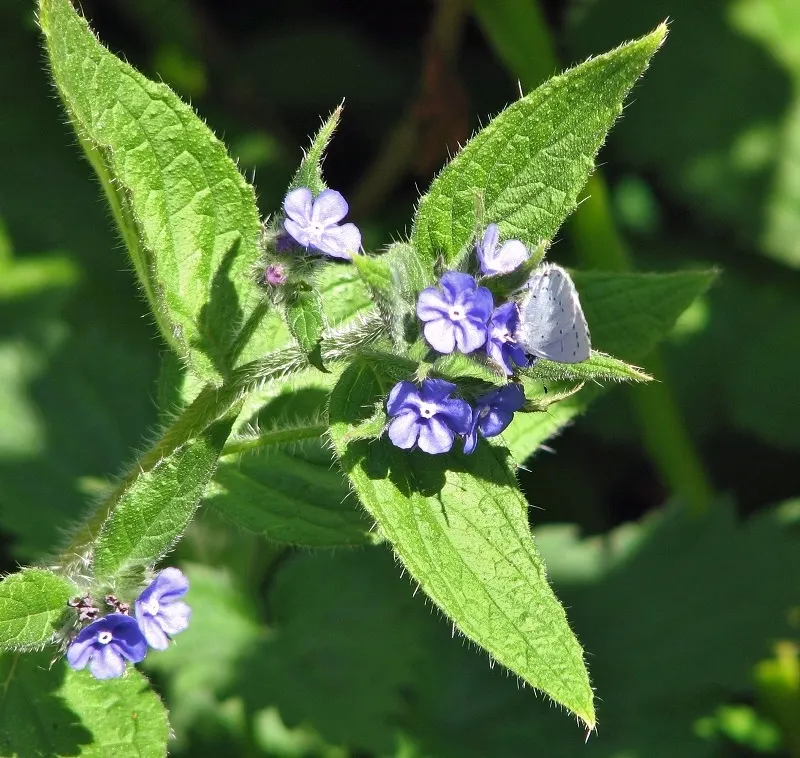 Blue Holly (Ilex X Meserveae) — It is important to note that the Blue Holly is dioecious