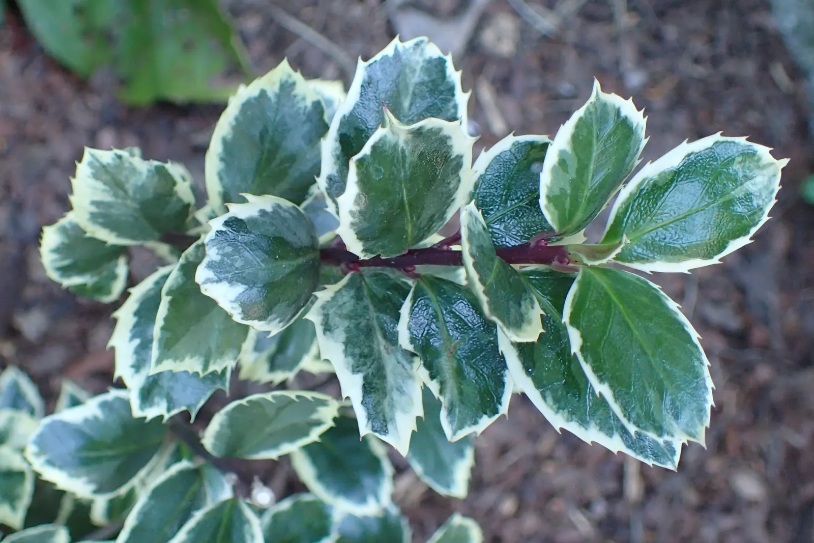 Blue Holly (Ilex X Meserveae) — requiring at least 4 hours of direct sunlight daily to develop its best leaf coloration and berry production