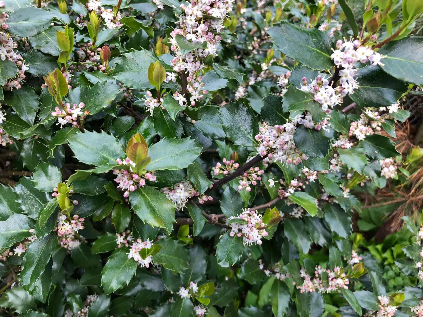 Blue Holly (Ilex X Meserveae) — it is distinguished by its high tolerance to cold; making it an excellent choice for a wide range of climate zones, image 66