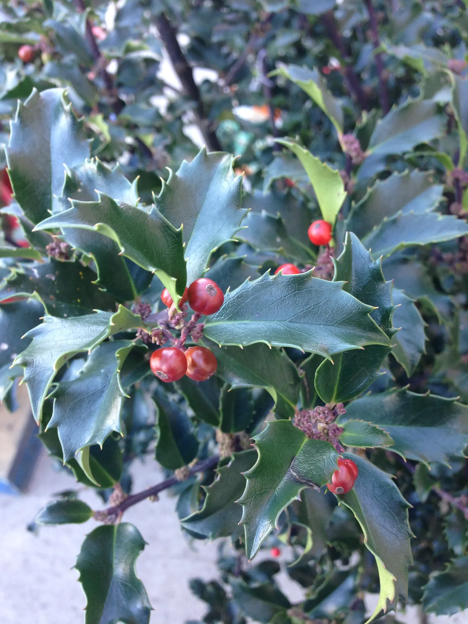 Blue Holly (Ilex X Meserveae) — pyramidal form perfect for hedges or specimen plantings