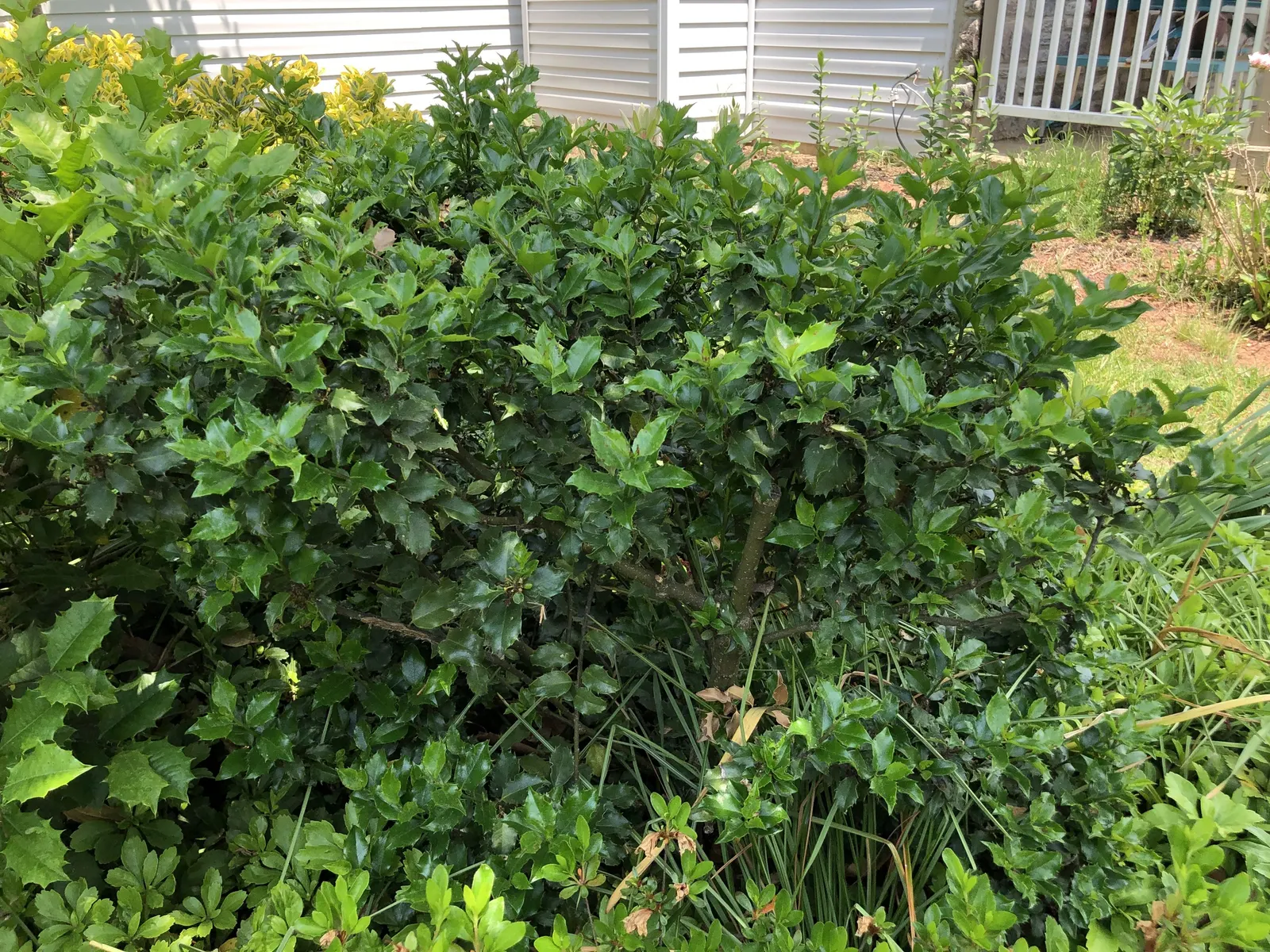Blue Holly (Ilex X Meserveae) — blue-green foliage and bright red berries; making it an excellent choice for a wide range of climate zones