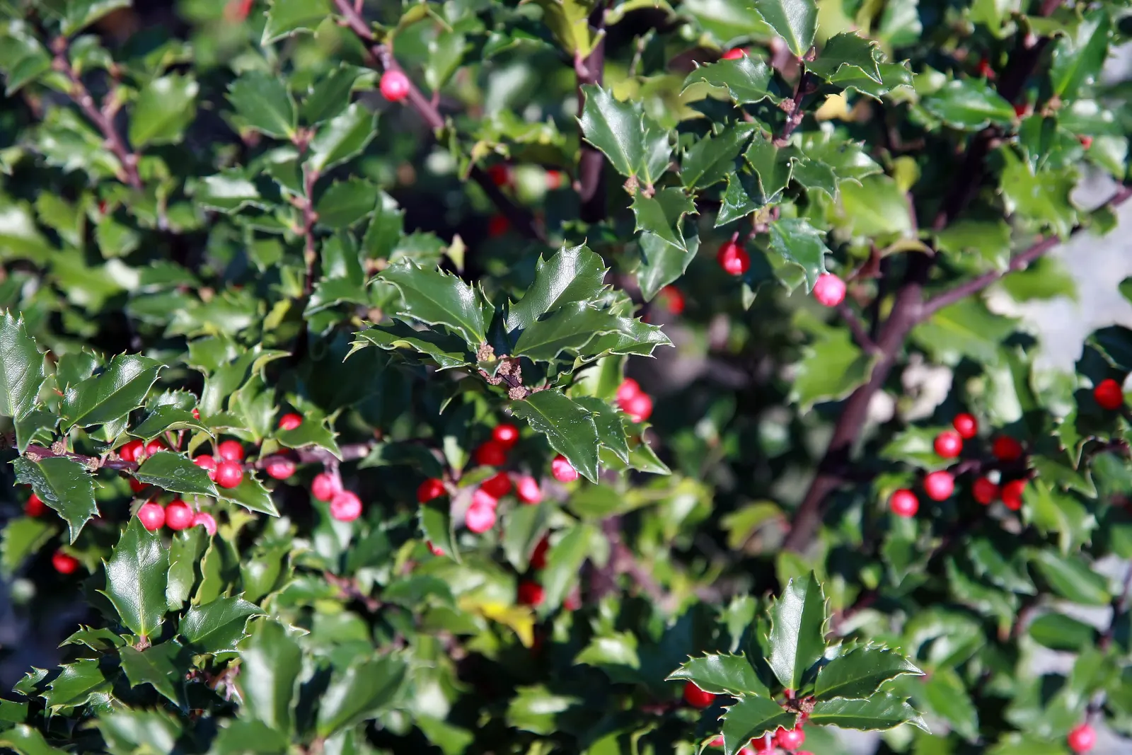 Blue Holly (Ilex X Meserveae) — which can grow up to 2 to 3 inches long; regular watering is necessary, especially during dry periods, image 100