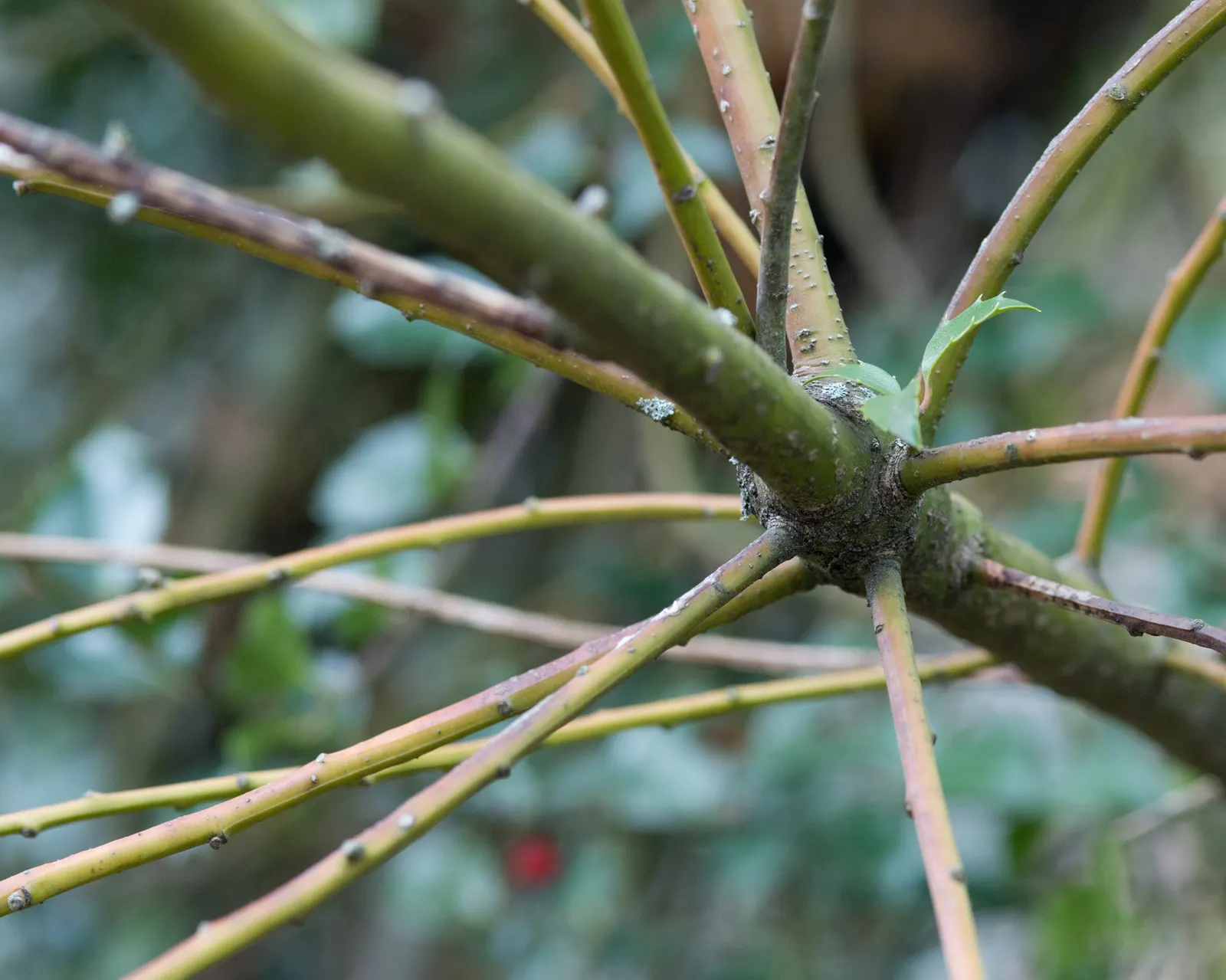 Blue Holly (Ilex X Meserveae) — blue-green leaves and vibrant red berries; regular watering is necessary, especially during dry periods, image 64