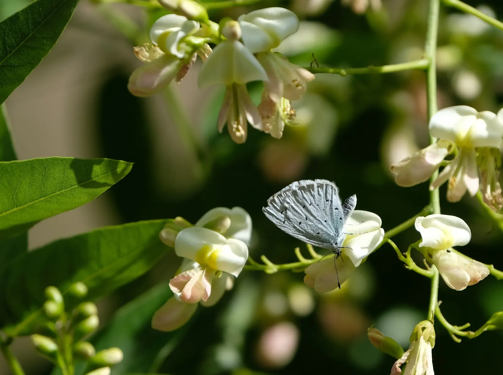 Blue Holly (Ilex X Meserveae) — Blue Holly should be planted in well-draining soil with a pH range of 5.0 to 6.0; making it an excellent choice for, image 78