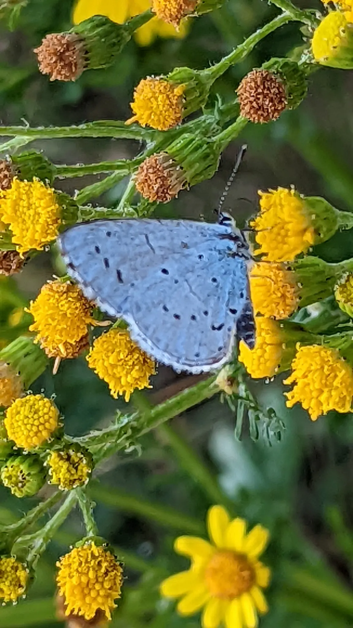 Blue Holly (Ilex X Meserveae) — It is important to note that the Blue Holly is dioecious; regular watering is necessary, especially during dry, image 104