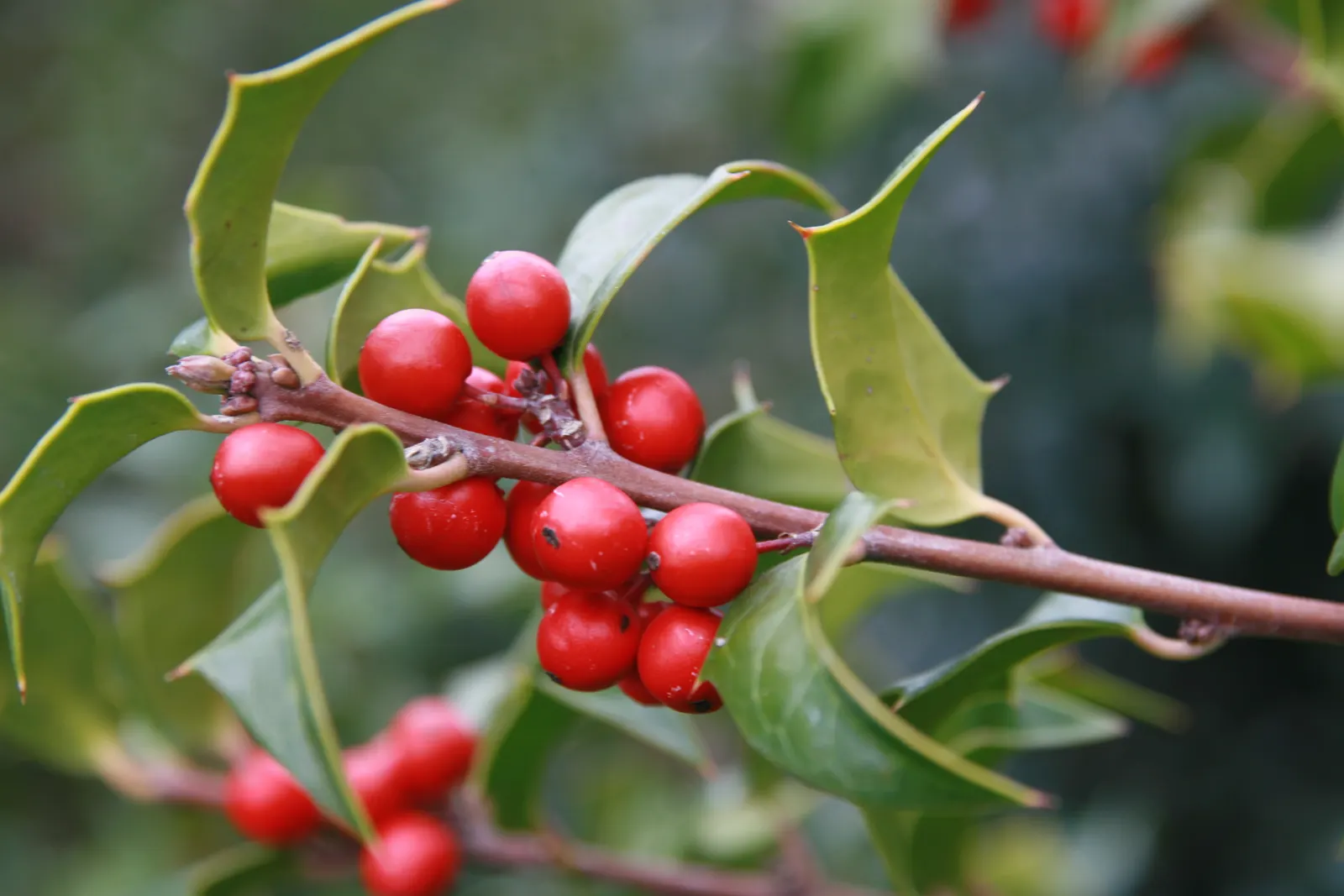 Blue Holly (Ilex X Meserveae) — Blue Holly should be planted in well-draining soil with a pH range of 5.0 to 6.0; making it an excellent choice for a wide