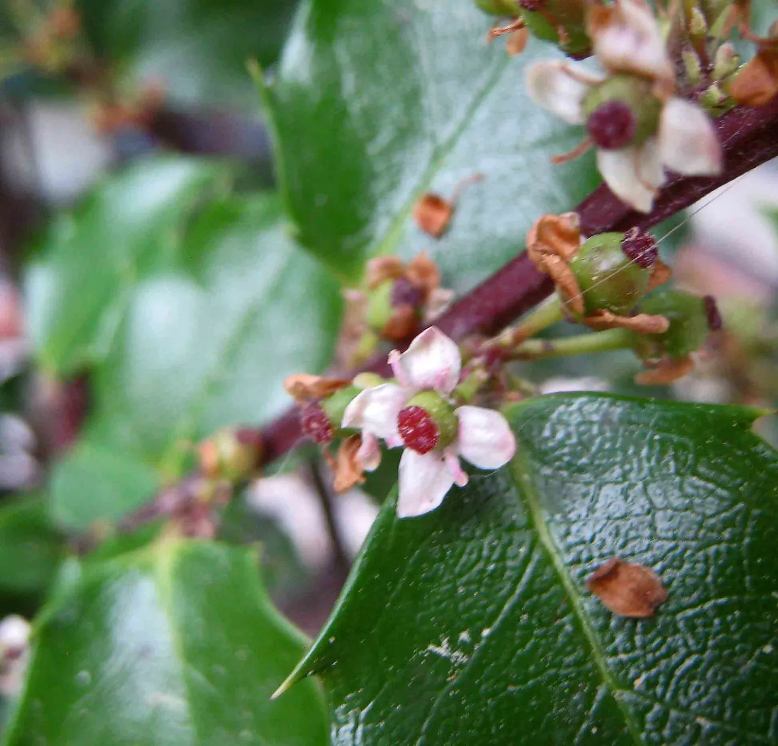 Blue Holly (Ilex X Meserveae) — Blue Holly (Ilex x meserveae) is a hybrid evergreen shrub; pyramidal form perfect for hedges or specimen plantings, image 57