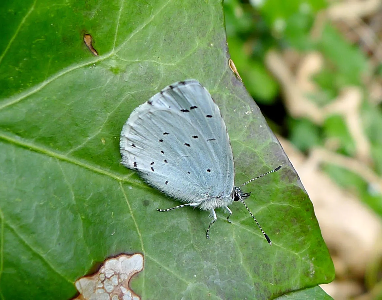 Blue Holly (Ilex X Meserveae) — small white flowers emerge; providing invaluable winter interest, image 75