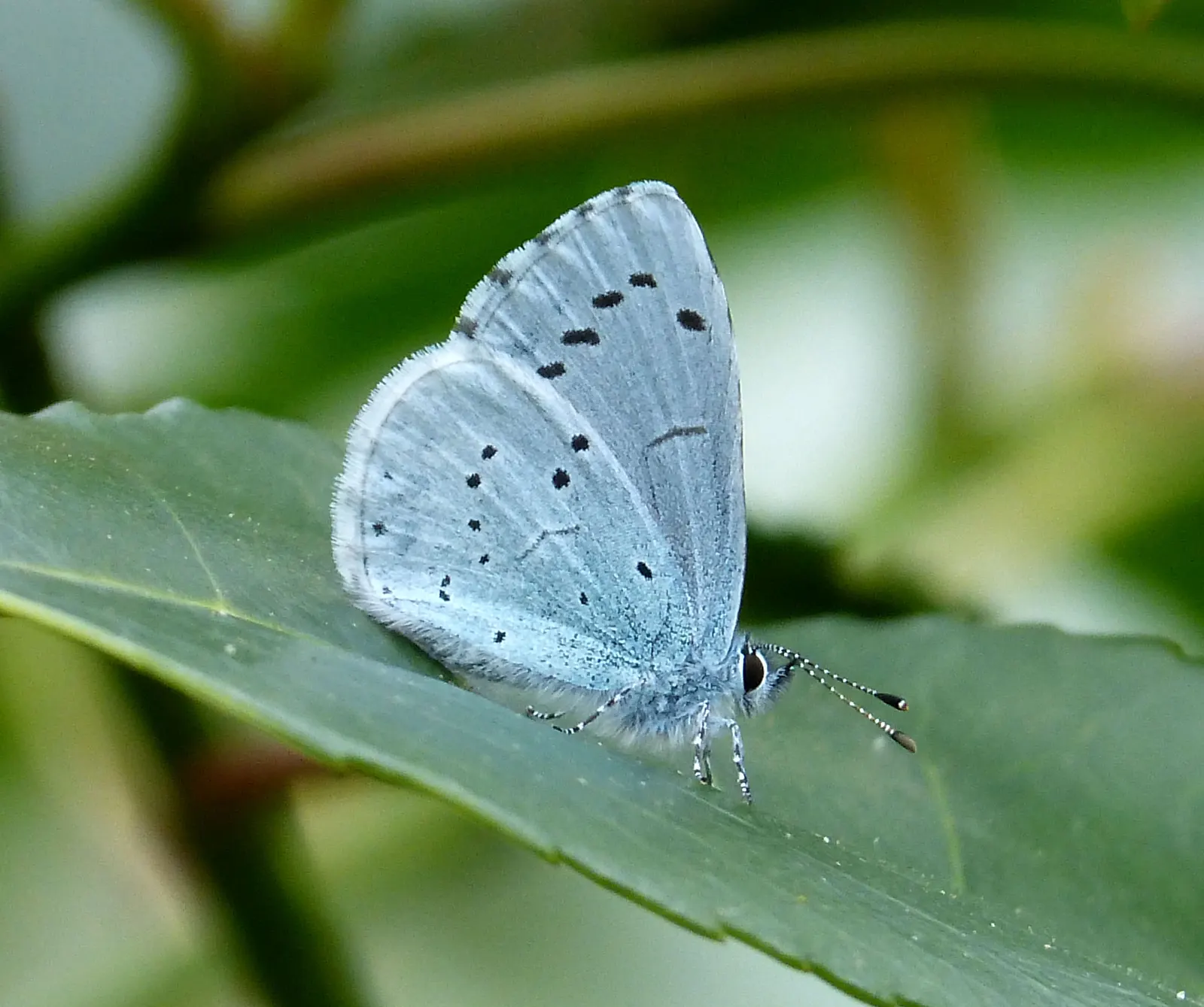 Blue Holly (Ilex X Meserveae) — Regular watering is necessary, especially during dry periods; pyramidal form perfect for hedges or specimen plantings