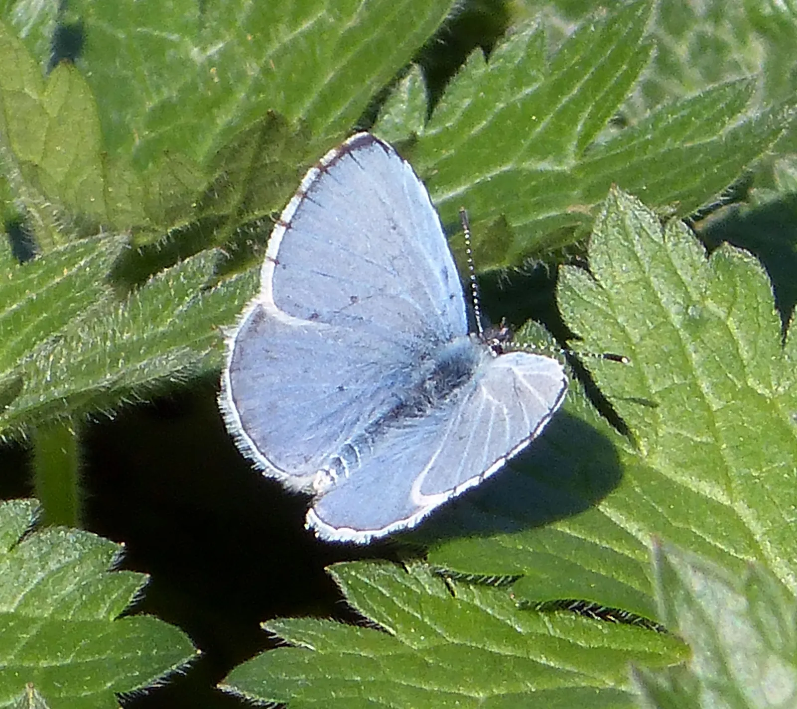 Blue Holly (Ilex X Meserveae) — which can grow up to 2 to 3 inches long; regular watering is necessary, especially during dry periods, image 72