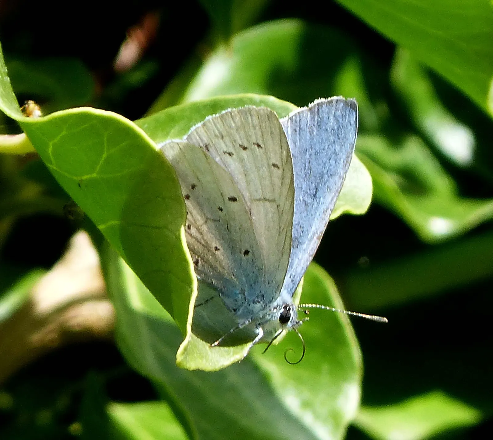 Blue Holly (Ilex X Meserveae) — which can grow up to 2 to 3 inches long; regular watering is necessary, especially during dry periods