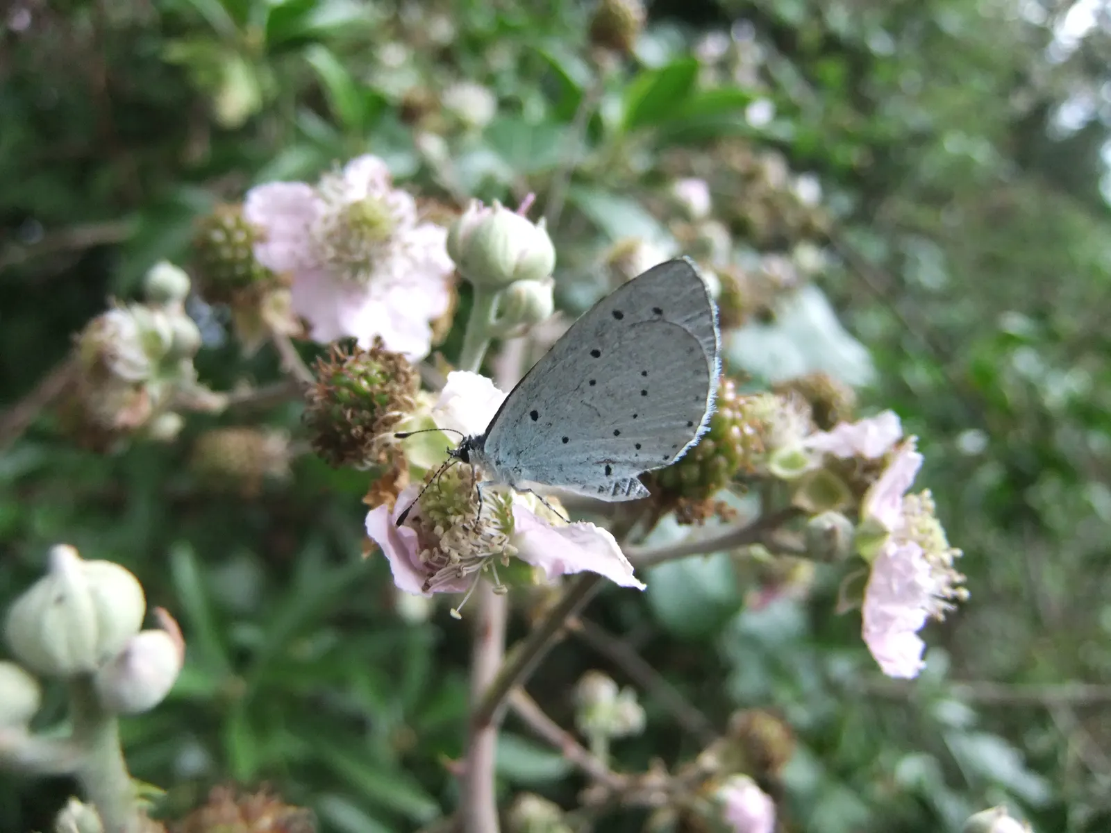Blue Holly (Ilex X Meserveae) — A hybrid of the Ilex aquifolium and Ilex rugosa; pyramidal form perfect for hedges or specimen plantings, image 93