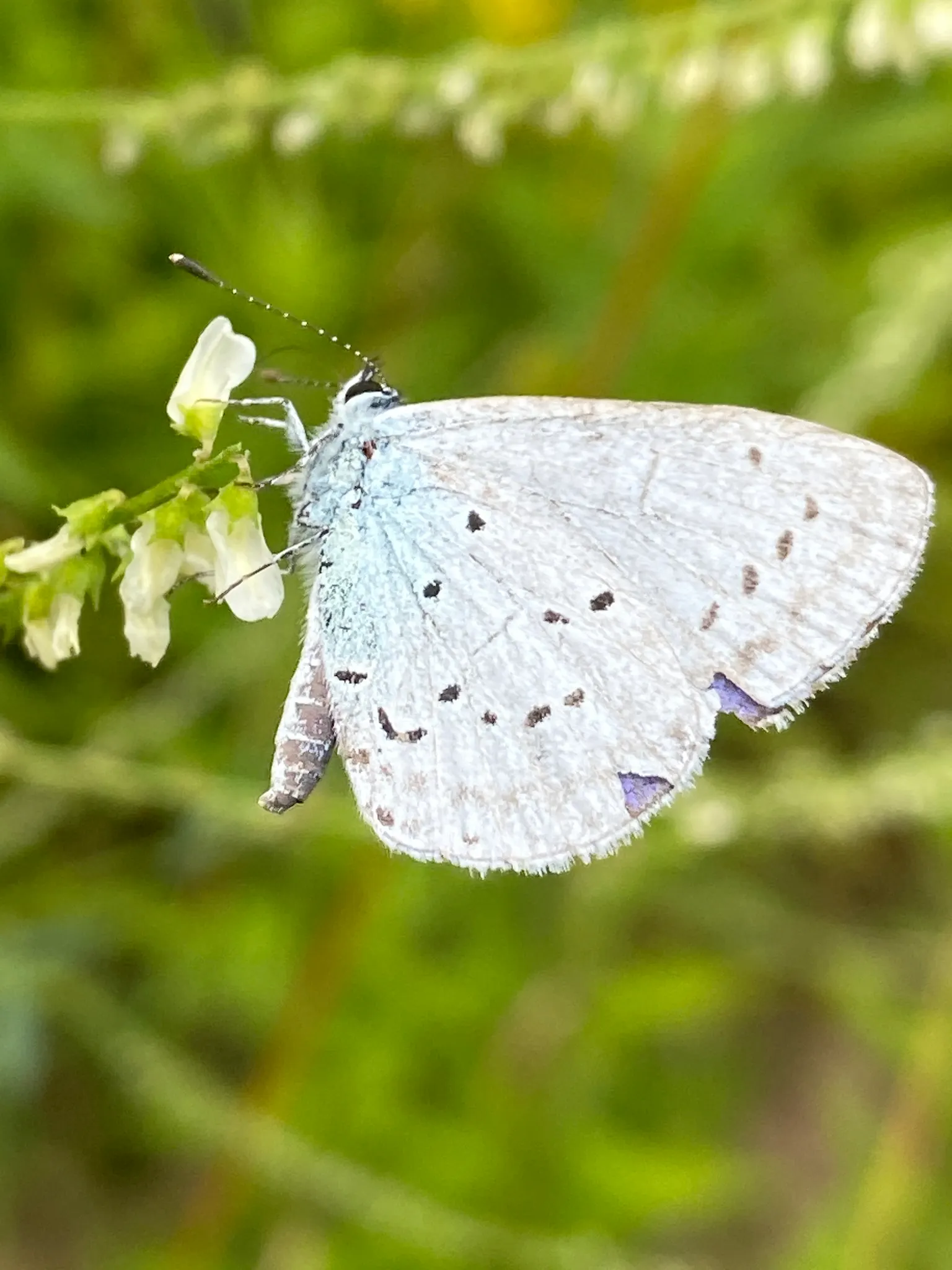 Blue Holly (Ilex X Meserveae) — maintain their distinct coloration year-round