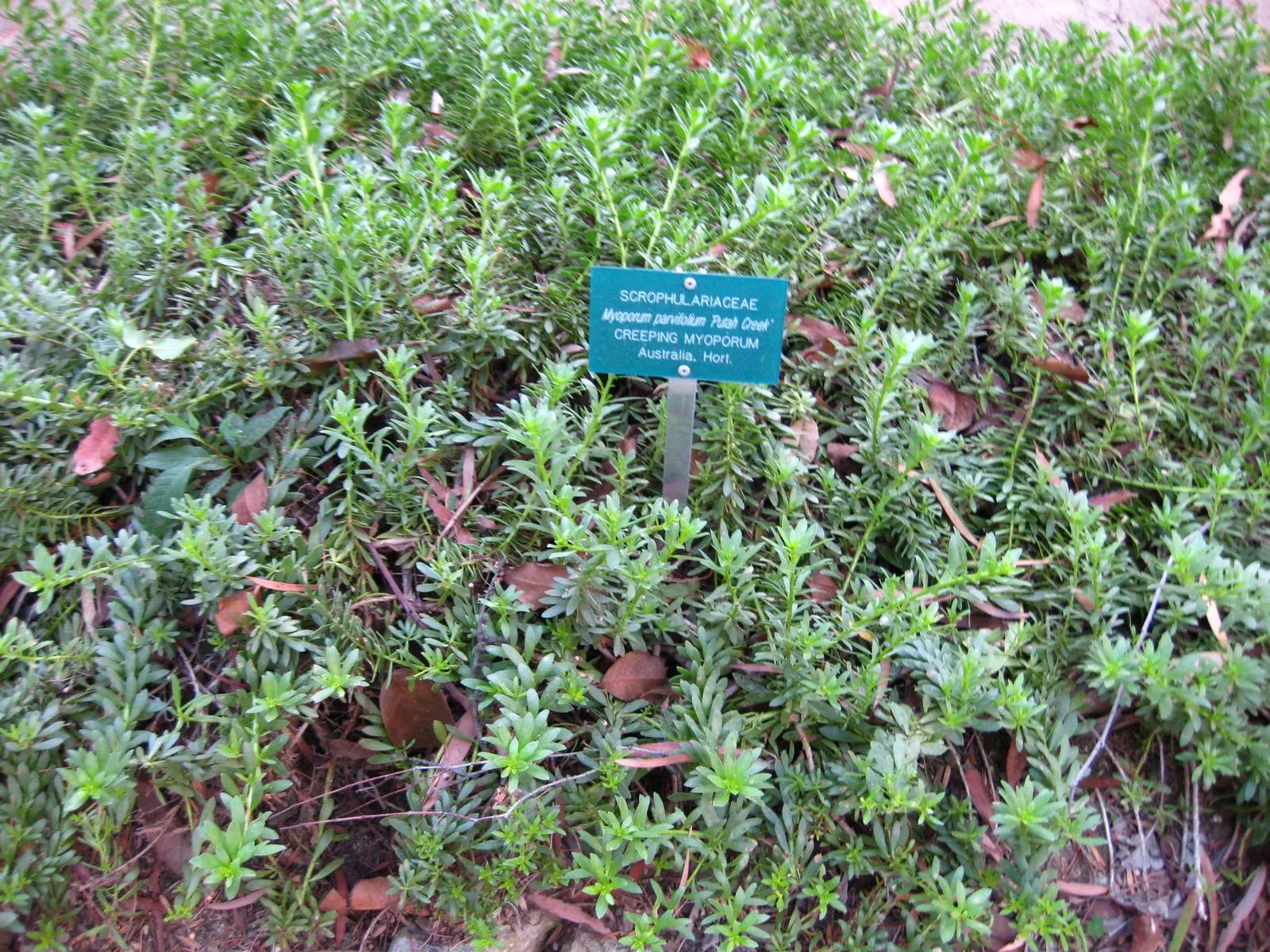 Ground Cover Myoporum (Myoporum Parvifolium) — commonly referred to as Ground Cover Myoporum or Creeping Boobialla