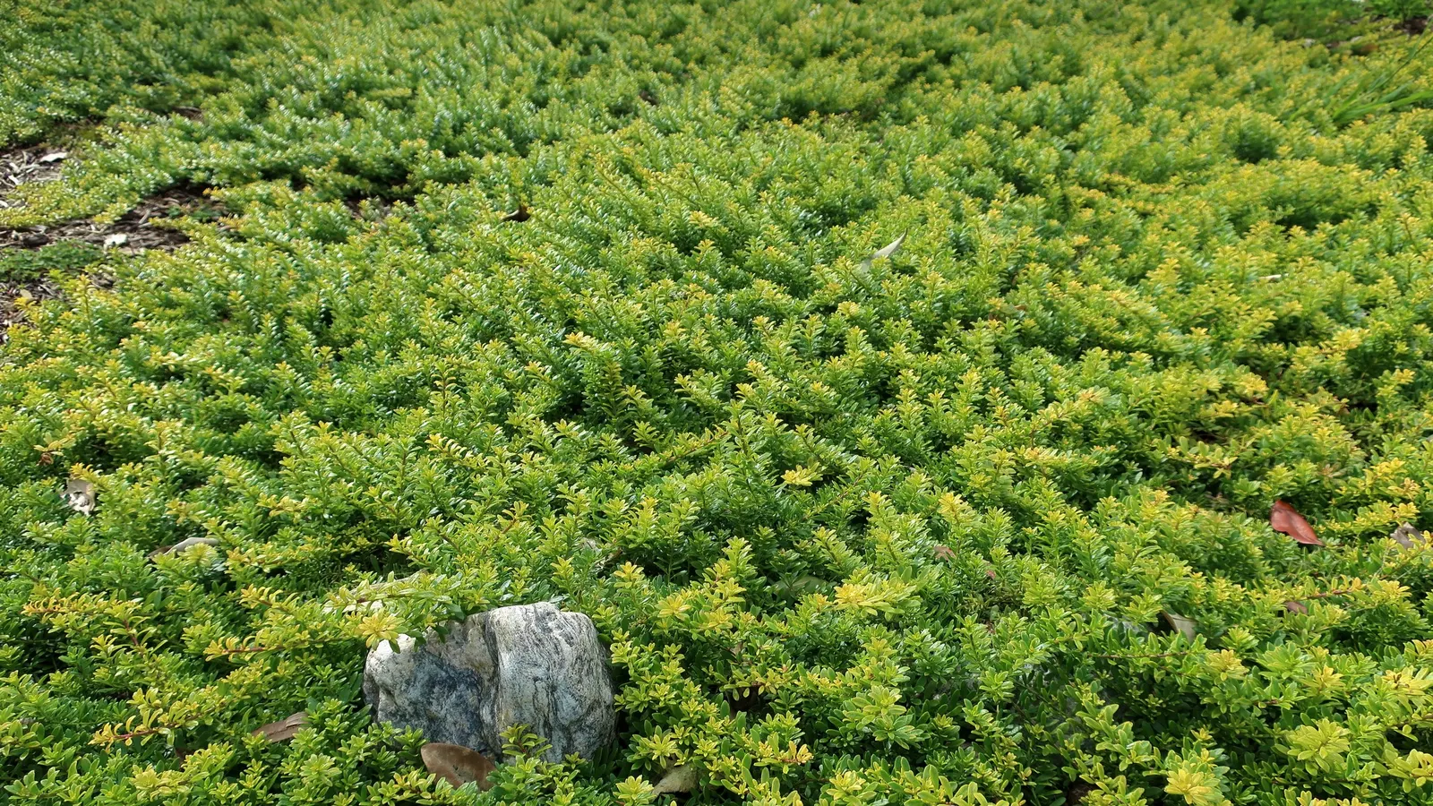 Ground Cover Myoporum (Myoporum Parvifolium) — making it ideal for erosion control and suppressing weeds