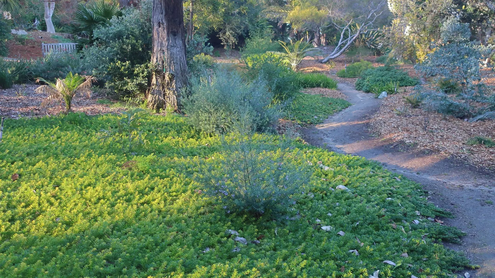 Ground Cover Myoporum (Myoporum Parvifolium) — It thrives in full sun to partial shade and is drought-tolerant once established, suitable for USDA zones 9-11