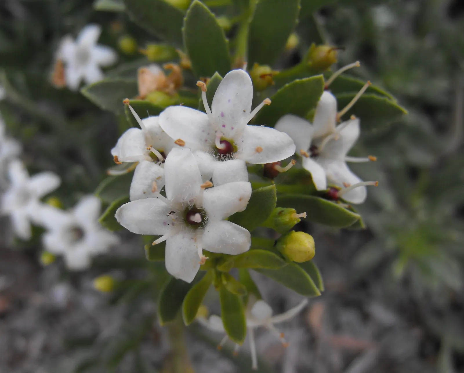 Ground Cover Myoporum (Myoporum Parvifolium) — Myoporum parvifolium, commonly known as Ground Cover Myoporum, is a low-growing, evergreen ground cover
