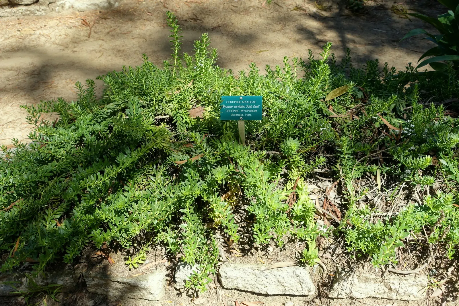 Ground Cover Myoporum (Myoporum Parvifolium) — This hardy plant spreads up to 9 feet wide and remains under 9 inches tall